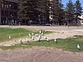 Sea Gull in Glenelg Beach