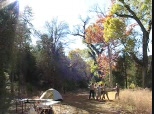 Football in a Tree