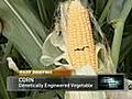 Ear Of Genetically Modified Corn Begs For Death