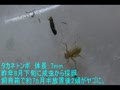 タカネトンボのヤゴのビデオ撮影