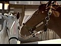 Budweiser: Horse love