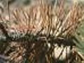Forest Service Targets Dead Trees In Summit County