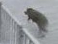 Raw Video: Wild Boar Gets Loose in Hong Kong