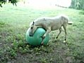 Horse Playing with a Ball