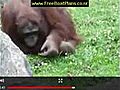 Orangutan saves baby chick from drowning at Dublin zoo
