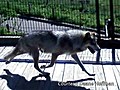 Tense scene unfolds as wolf escapes inside zoo