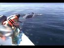 Vandaag op het forum van 123 video,  Natuurles, hoe een walvis te bevrijden.