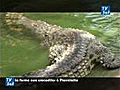 La Ferme aux crocodiles à Pierrelatte