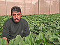 West Bank farm does job for settlement Palestinians