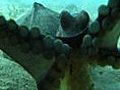 Coconut-carrying octopus stuns scientists