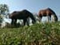 WebExtra: Maryland Prisoners Help Race Horses