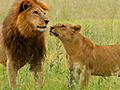 Male Lions vs. Female Lions