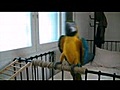 Sam,  the Smart Parrot’s Self-Portrait