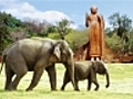 Sri Lanka-Maldives : des Derniers Eléphants au Grand Bleu