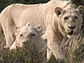 Video: White Lion Pride