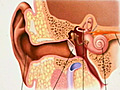 I’m Sorry,  Can You Repeat That? Understanding Hearing Loss