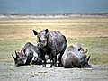 Nashörner in der Serengeti