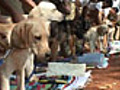 Kerala dogs train to help cops curb crime