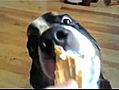 Des chiens qui mangent des glaces