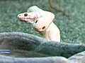One of a Kind: Two-Headed Albino Snake