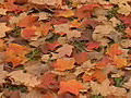 Royalty Free Stock Video HD Footage Zoom Out to Fall Leaves on the Ground in North Carolina