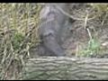 Mo the tree-climbing otter