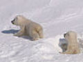 Polar bears emerge