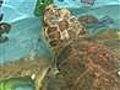 Rehabilitating sea turtles