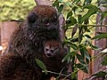 Rare Baby Lemur...And A Messy Divorce