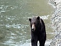 Grizzly Bear strolling