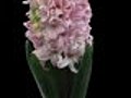 Time-lapse Of Growing Pink Hyacinth Christmas Flower 3 Isolated Black Stock Footage