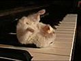 hamster op piano eet popcorn