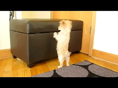 Cute Puppy Jumps For Joy