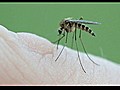 HD Mosquito Sucking Blood