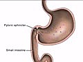 Pharmacology: Oral Meds Absorption