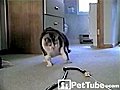 Cat vs. Snake - PetTube.com