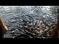 Fish Cool Video