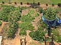 Urban farms renew communities