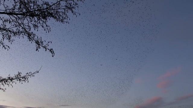 Starling Roost