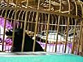 八哥学猫叫2