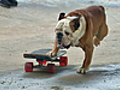 Tillman the Skateboarding Dog Rolls Into Philly