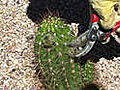 How to Prune a Tricocerrus Desert Plant