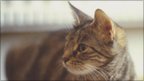 Watch                                     &#039;Cat-nav&#039; to study pet behaviour