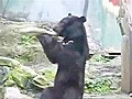 The Ninja Bear