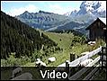 3853-Sheep going to eat - Gimmelwald, Switzerland
