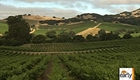Climate change could shift wine production north