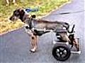 Disabled dog gets new wheelchair