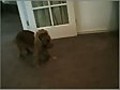 Our dog has no idea what I’m doing.&#32;&#32;I&#039;m just experimenting with Ustream.tv videos.  All she knows is she&#039;s getting treats.