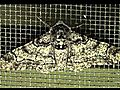Peppered Moth (Geometridae: Biston betularia)