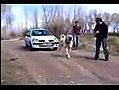 Un chien traine une voiture